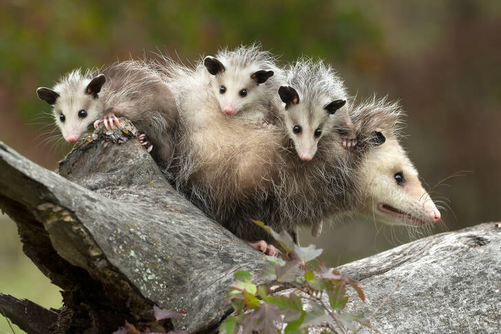 Virginia opossum med ungar