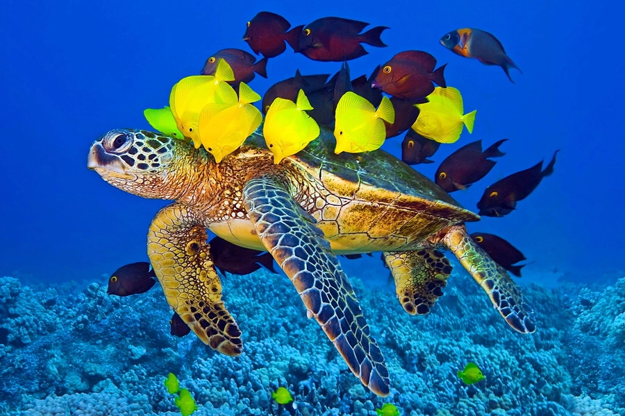 Zeeschildpad en doktersvis