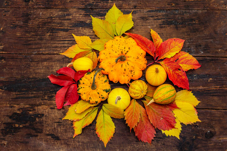 Pumpor och färgglada löv