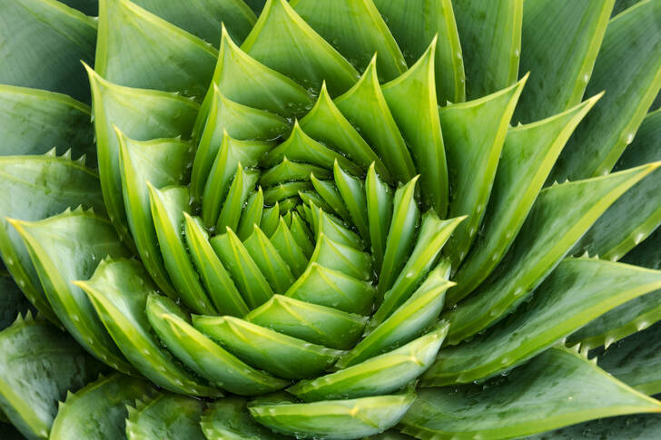 Aloe espiral
