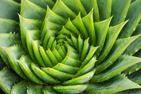 Aloe a spirale