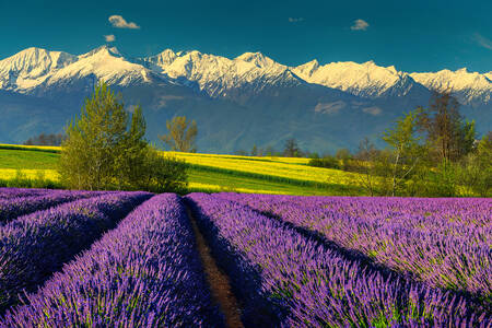 Lavender fields against the backdrop of mountains