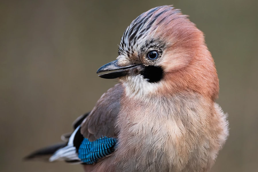 Jay