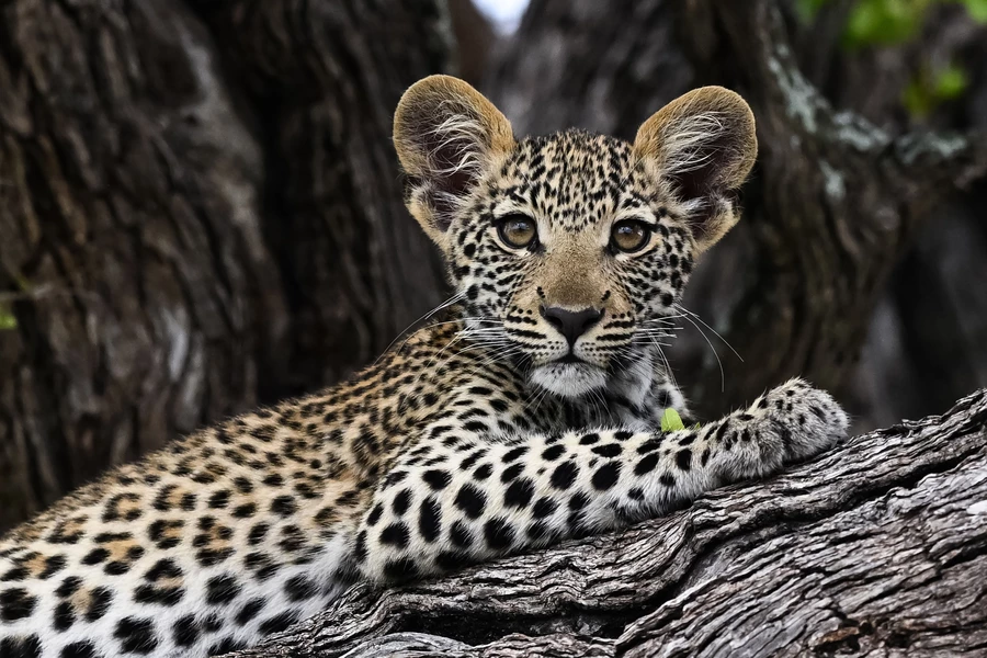 Mladunče leoparda