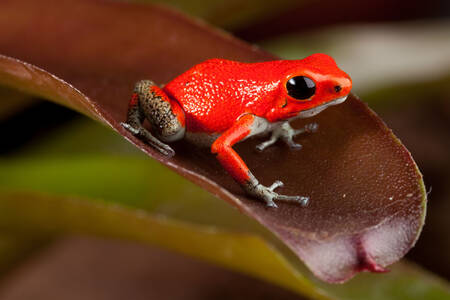 Czerwona żaba