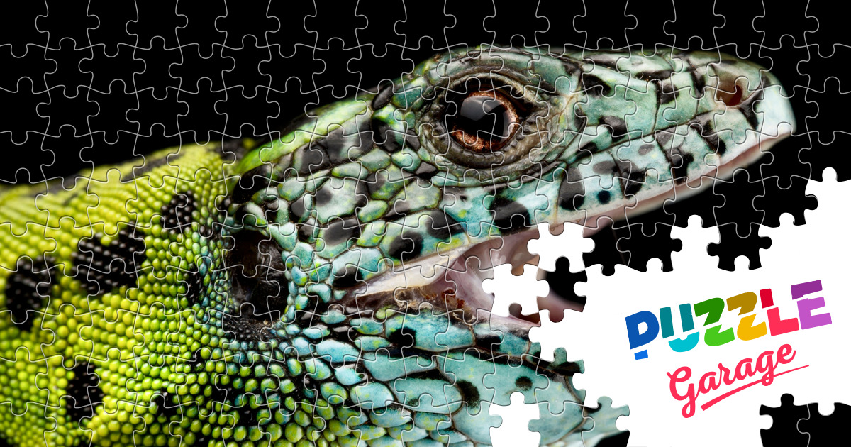 Iberian green lizard Jigsaw Puzzle (Animals, Reptiles) | Puzzle Garage