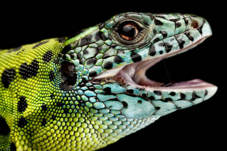Iberian green lizard