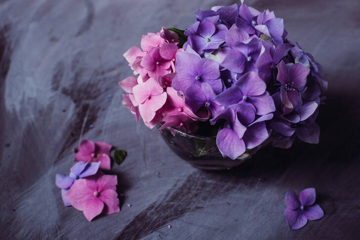 Flores de hortensia en la mesa