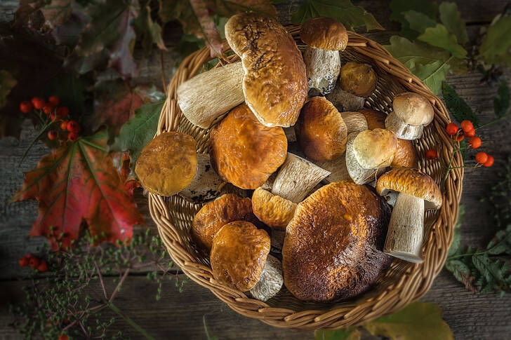 Cèpes dans un panier