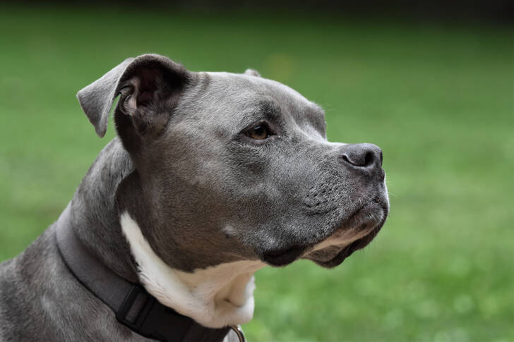 Amerikanischer Pitbull-Terrier