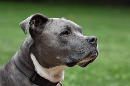 Amerikansk pitbullterrier