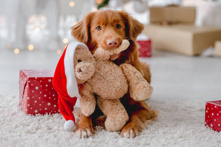 etriever con un oso de peluche