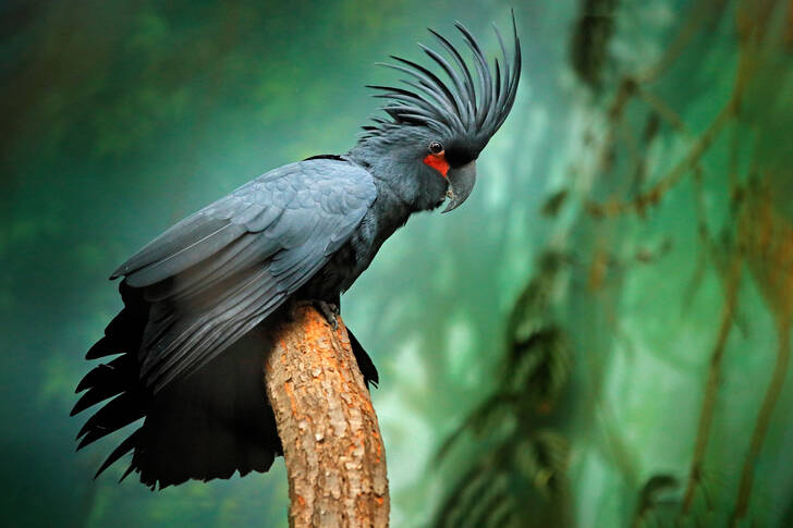 Palm Cockatoo