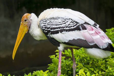 ペイントされたコウノトリ