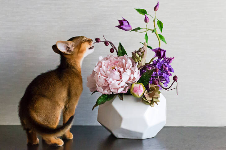 Abyssinian kitten with a vase of flowers