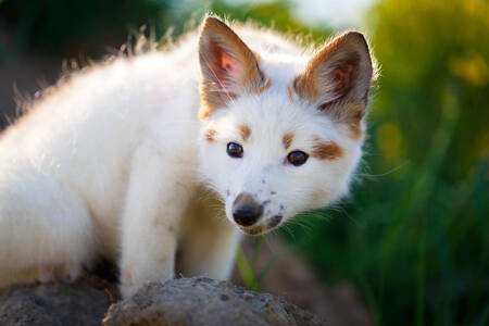 Witte en rode vossenpup