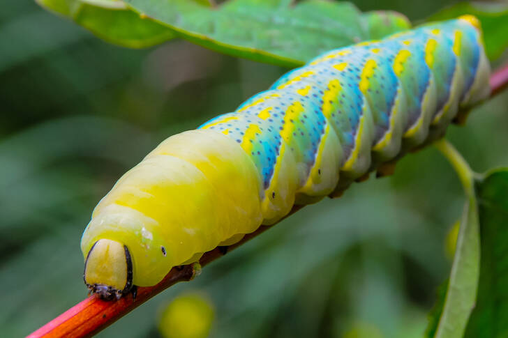 Caterpillar of the night moth