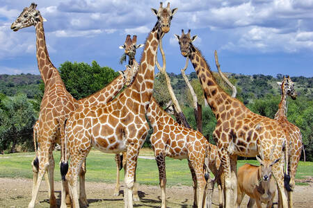 Eine Herde Giraffen