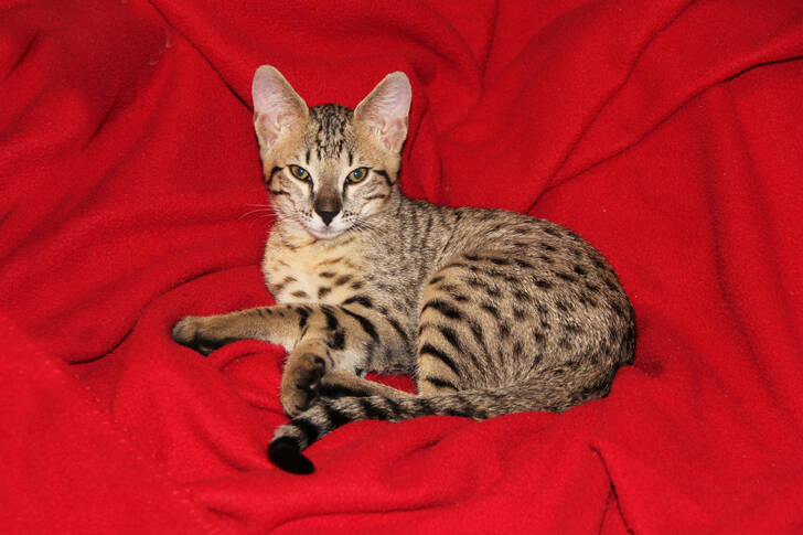 Gato sobre una manta roja
