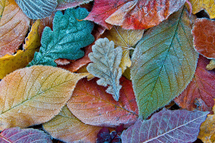 Colorful autumn leaves with frost