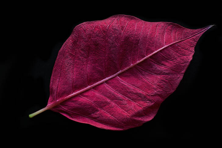 Purple Leaf