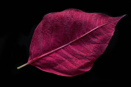 Purple Leaf