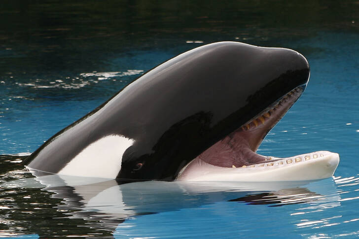 A killer whale with its mouth open