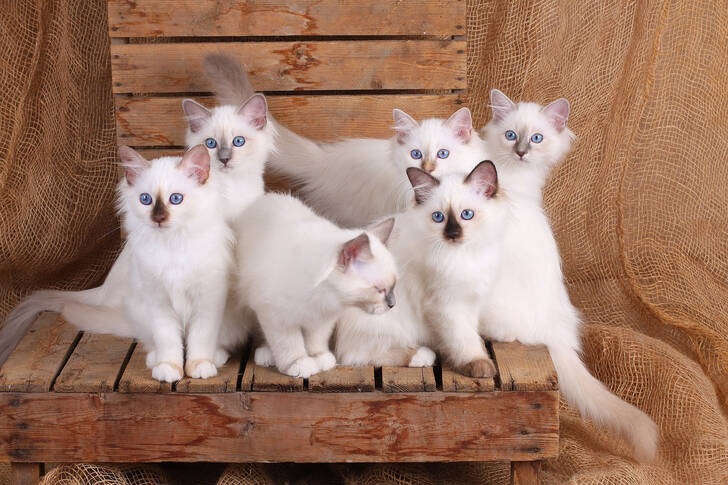 Burmese kittens