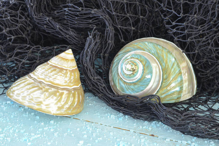Clam shells on a fishing net