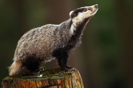Badger