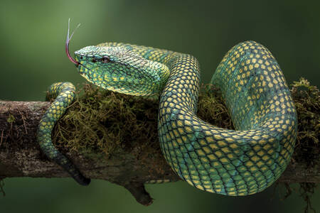 Vipera delle fosse verde