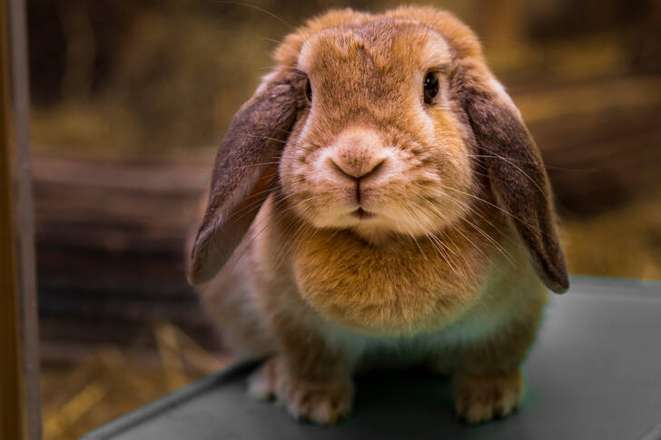 Brown rabbit