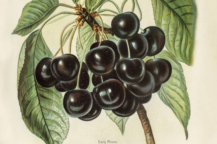 Illustration of early river cherries