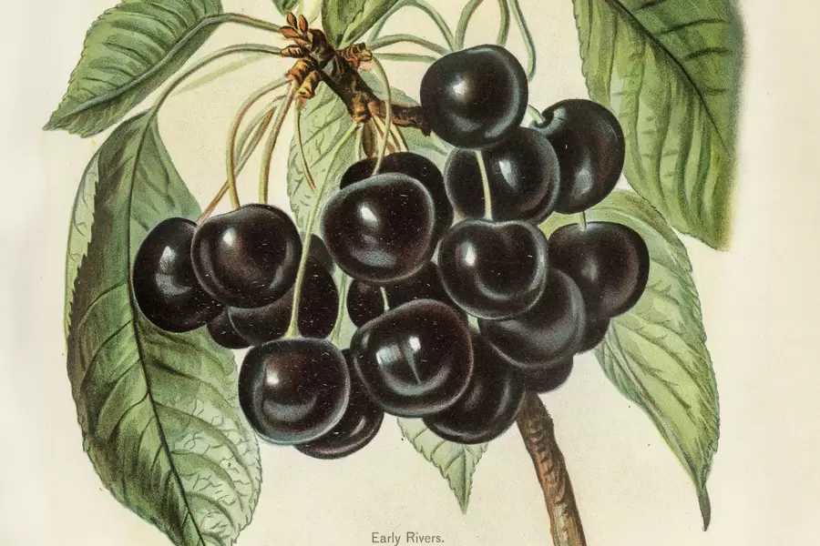 Illustration des premières cerises de rivière