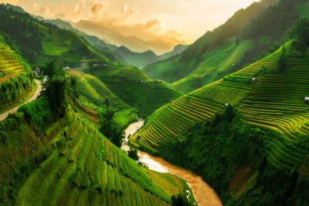 Landscaped rice fields