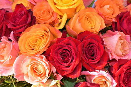 кольорові троянди