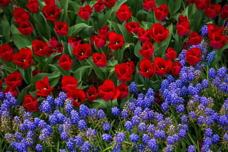Tulips and hyacinths
