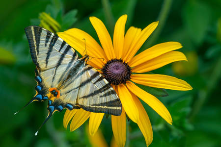 Mariposa en flor amarilla