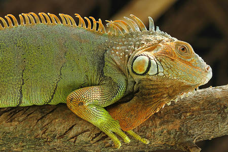 Iguane