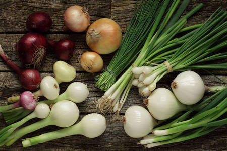 Różnorodność odmian cebuli