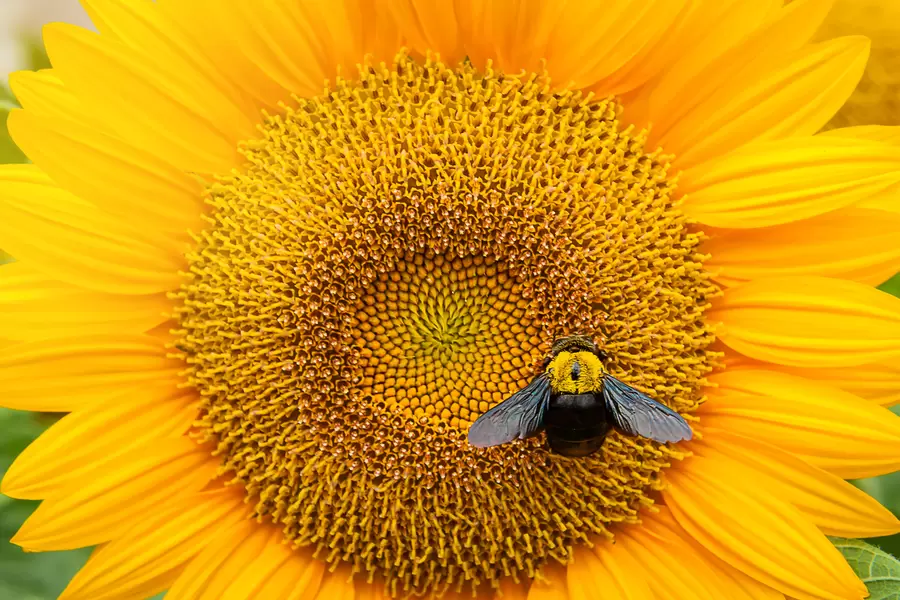 Abeille sur un tournesol