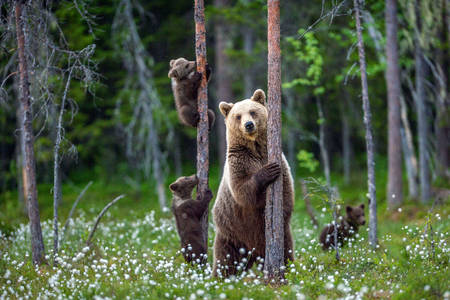 Family of brown bears in the forest