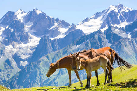 Paarden in de bergen