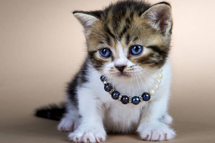 Kitten in beads