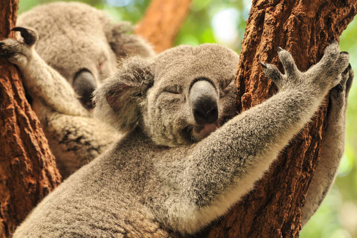 Koalas endormis