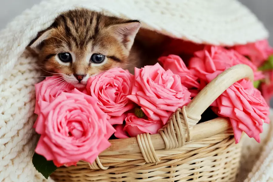Anak kucing di keranjang dengan mawar