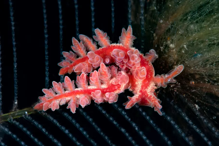 Nudibranch