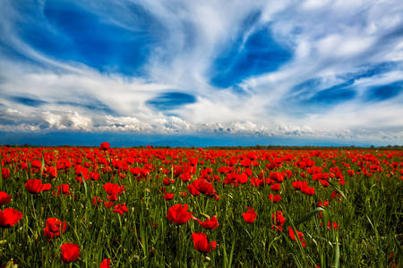 Poppy fields near Almaty
