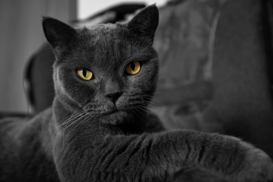 Gato cartesiano