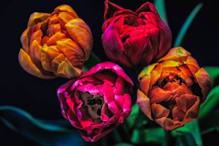 Tulips on a black background